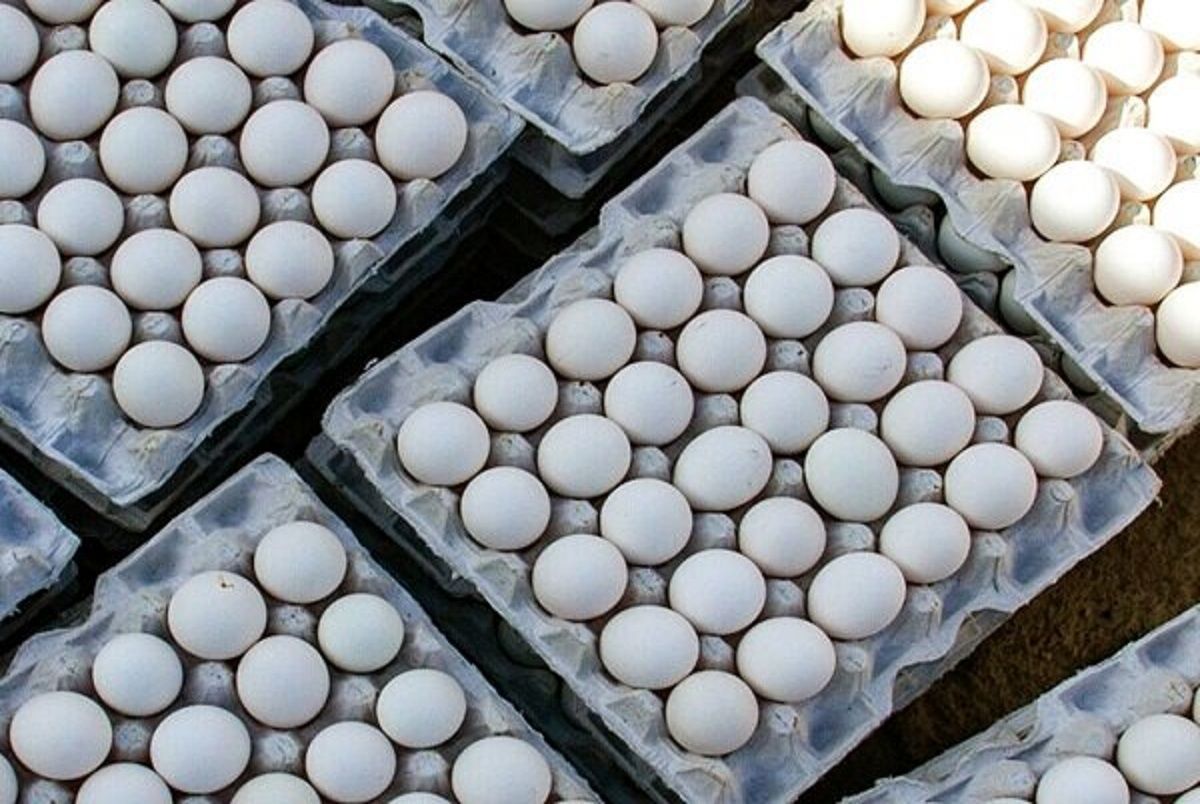  قیمت تخم‌مرغ به پایین‌تر از نرخ مصوب رسید/ قیمت تخم مرغ امروز  23 مهر