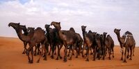این شترها از عربستان اخراج شدند!