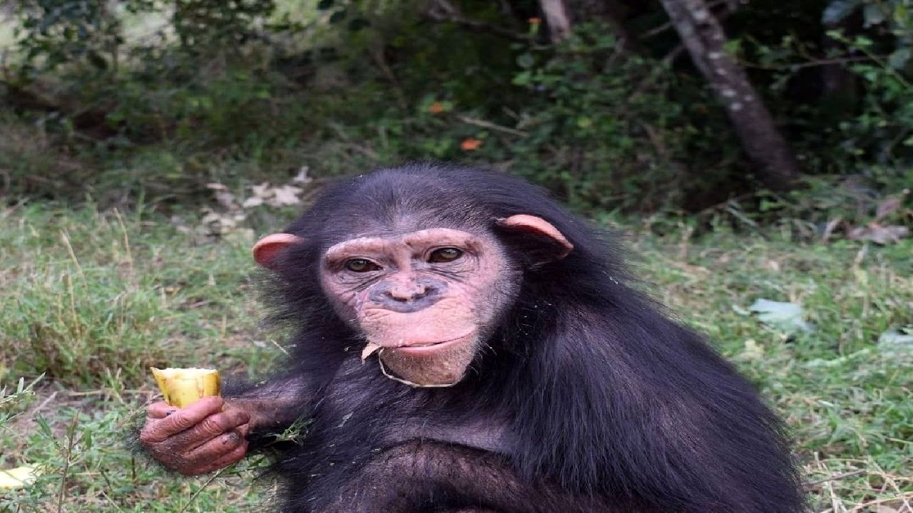 مرگ شامپانزه ایرانی در غربت