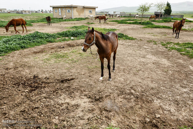پرورش اسب روستای صوفیان