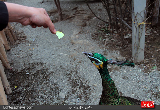 به پرندگان چیپس و پفک ندهید