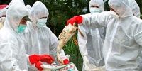  اولین مورد مرگ آنفلوانزای مرغی در هند

