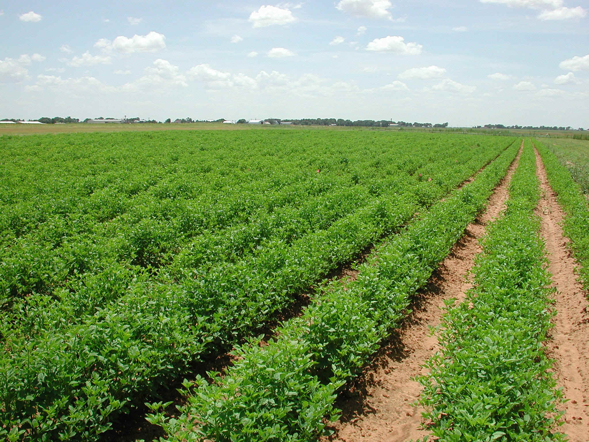 واریز 210میلیارد ریال دیگر به حساب چایکاران