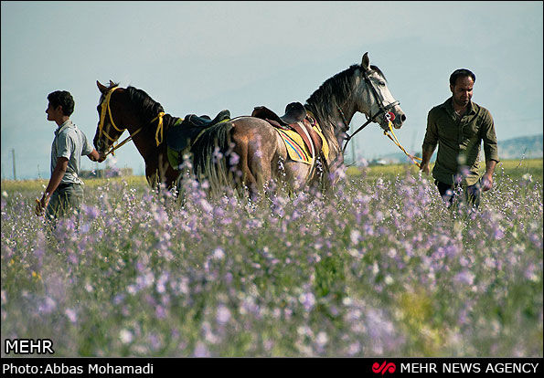 زیروبم اسب داری در ایران/هزینه اسب سواری چقدر است؟