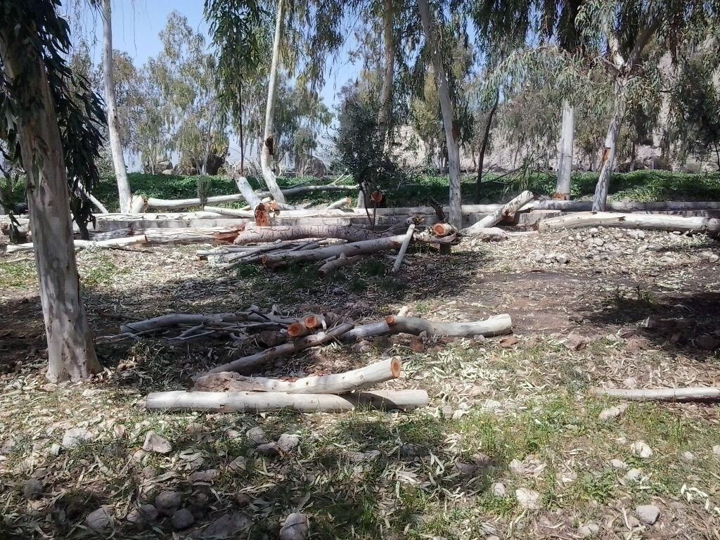 تذکر به وزیر کشاورزی به خاطر افزایش قطع درختان