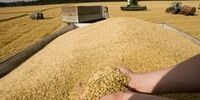 81 سال حبس برای مخلوط کنندگان خاک با گندم