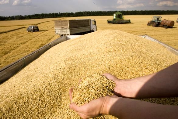 خودکفایی تولید گندم در معرض تهدید