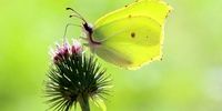 هجوم گسترده پروانه‌های خاص به بریتانیا