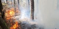 هشدار نسبت به آتش سوزی در عرصه‌های جنگلی این استان 