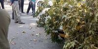 سقوط درخت بر روی خودرو در فومن + عکس