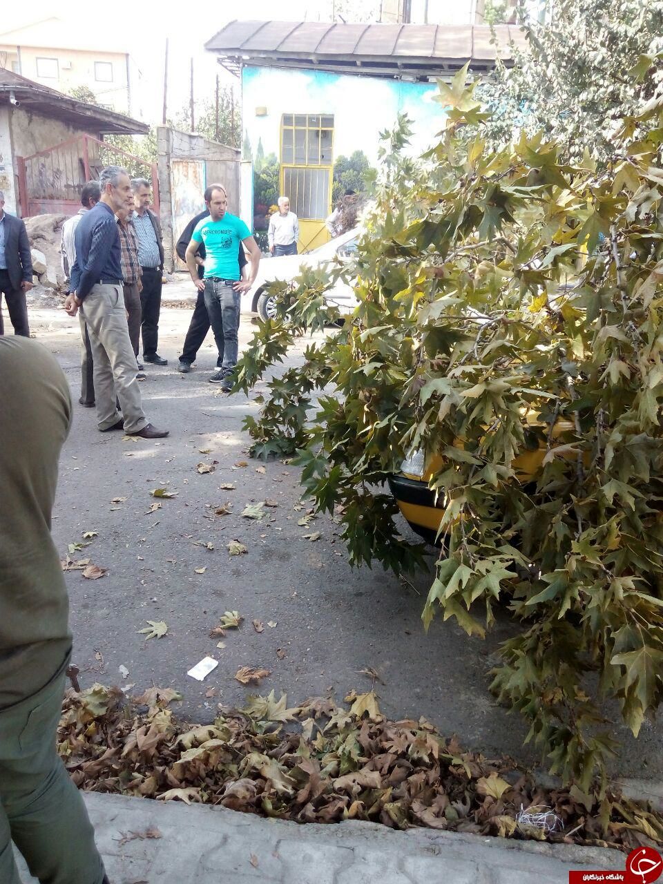 سقوط درخت بر روی خودرو در فومن + عکس