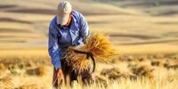 زمان قطعی پرداخت مطالبات گندم‌کاران اعلام شد/قول وزارت جهاد به کشاورزان