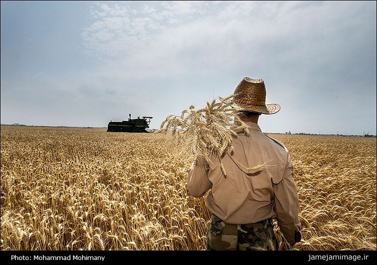 ایران چقدر به خودکفایی گندم نزدیک شده است؟
