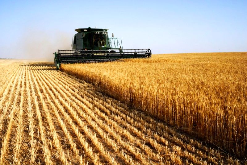 پیش‌بینی افزایش سطح زیر کشت گندم در آمریکا