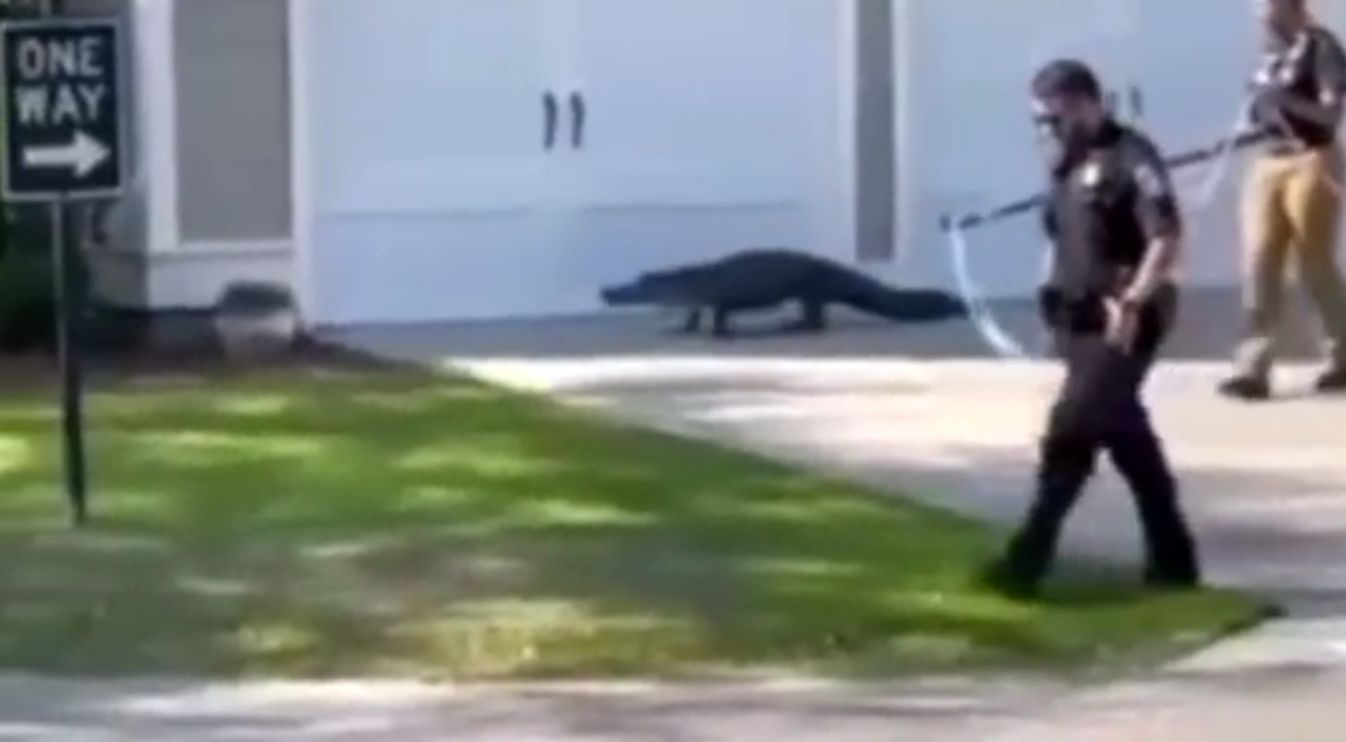 تلاش نفس گیر پلیس برای جلوگیری از ورود تمساح 2متری به مدرسه+فیلم