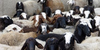 مرگ پشمالو ترین گوسفند جهان +عکس