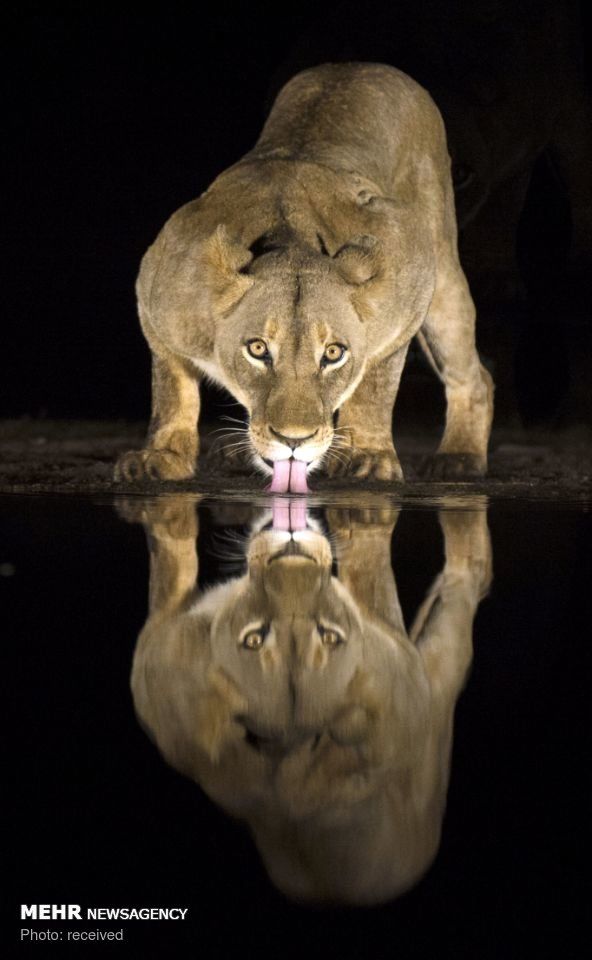 لحظه آب خوردن شیرهای وحشی در تاریکی شب + عکس