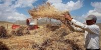 انتقاد روزنامه اصولگرا از ناکامی دولت در خرید گندم کشاورزان به نرخ تضمینی