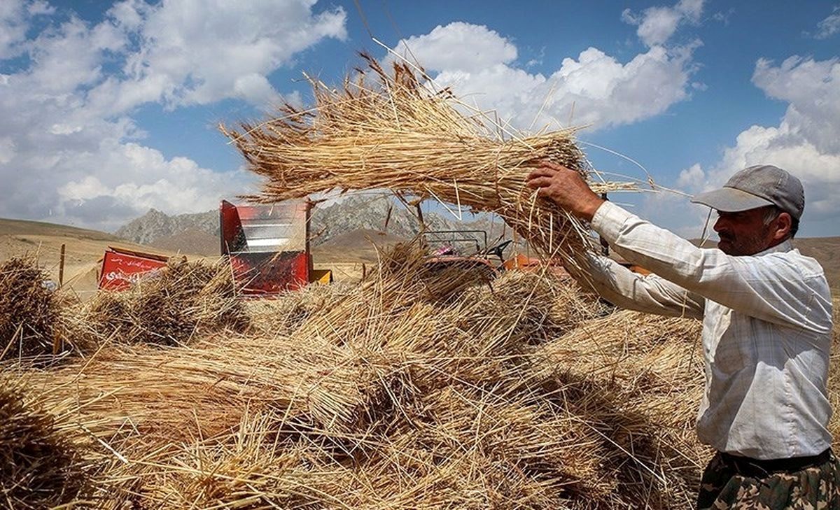 انتقاد روزنامه اصولگرا از ناکامی دولت در خرید گندم کشاورزان به نرخ تضمینی