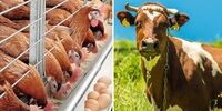 جزئیات سیاست حمایتی از بهره‌برداران دام و طیور