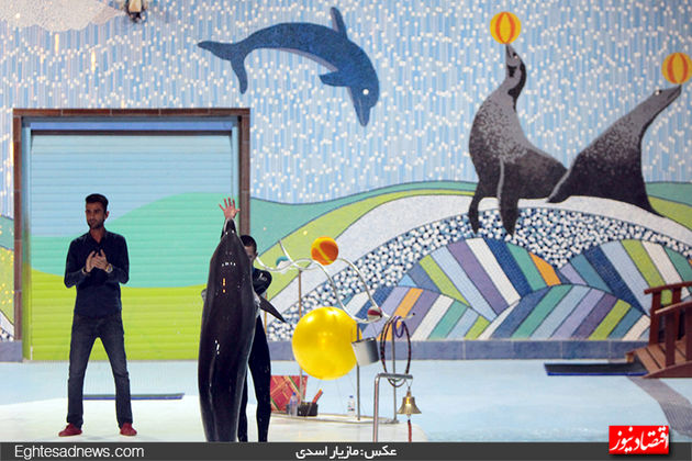 دلفین‌ها به برج میلاد رسیدند (گزارش تصویری)