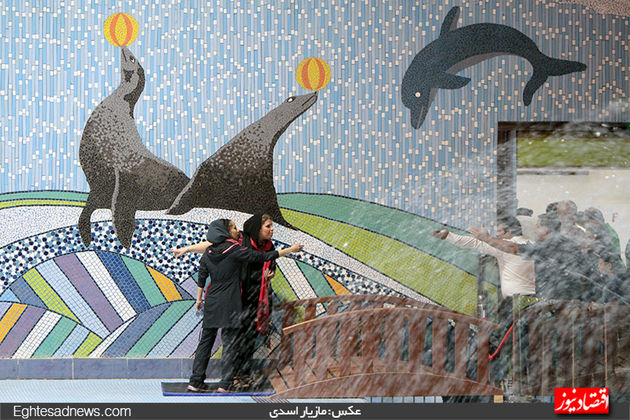 دلفین‌ها به برج میلاد رسیدند (گزارش تصویری)