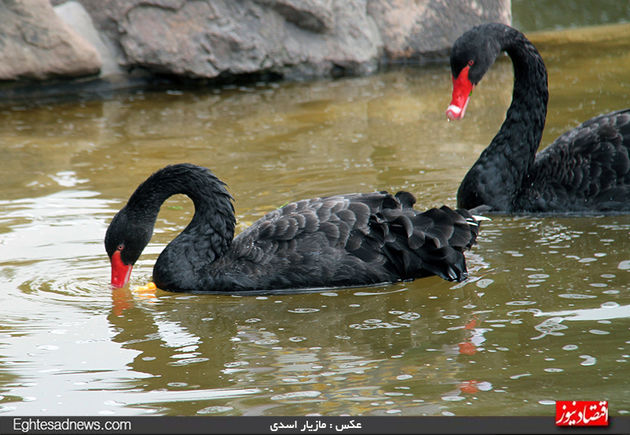 به پرندگان چیپس و پفک ندهید