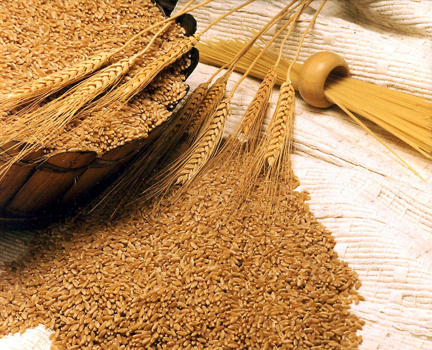 واردات جو و گندم بدون نیاز به مجوز وزارت جهاد کشاورزی