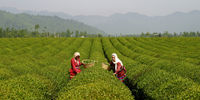 افزایش 25 درصدی قیمت چای / جعبه سیاه رشد قیمت چای از مزرعه تا بازار
