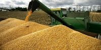 ذرت و برنج اولین محصولات وارداتی به کشور
