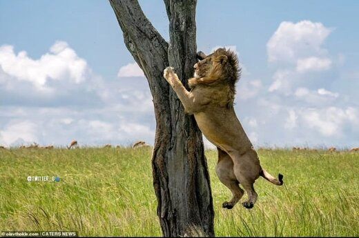 تصاویری از لحظه بالا رفتن شیر از درخت برای زنده ماندن