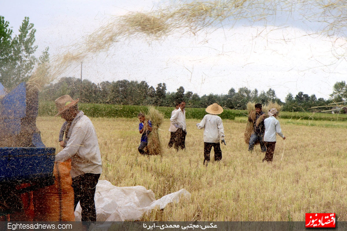 کاهش ۳۰ درصدی قیمت برنج ایرانی