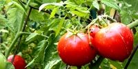 قیمت گوجه فرنگی در این استان نصف شد 