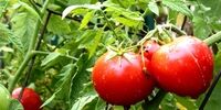 گوجه فرنگی در بازار به چند تومان رسید؟