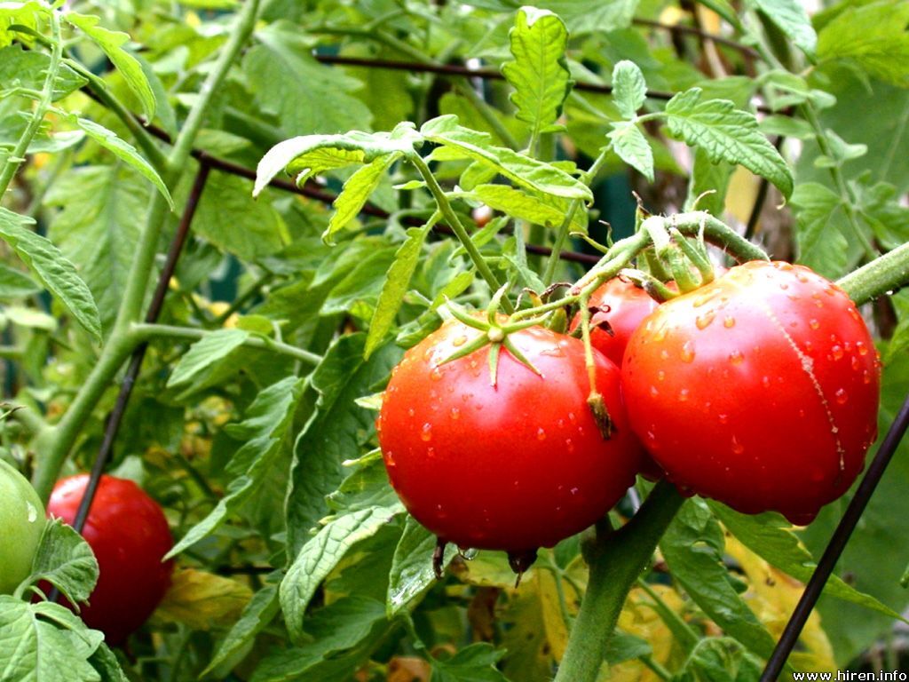 رشد بدون توقف قیمت رب گوجه

