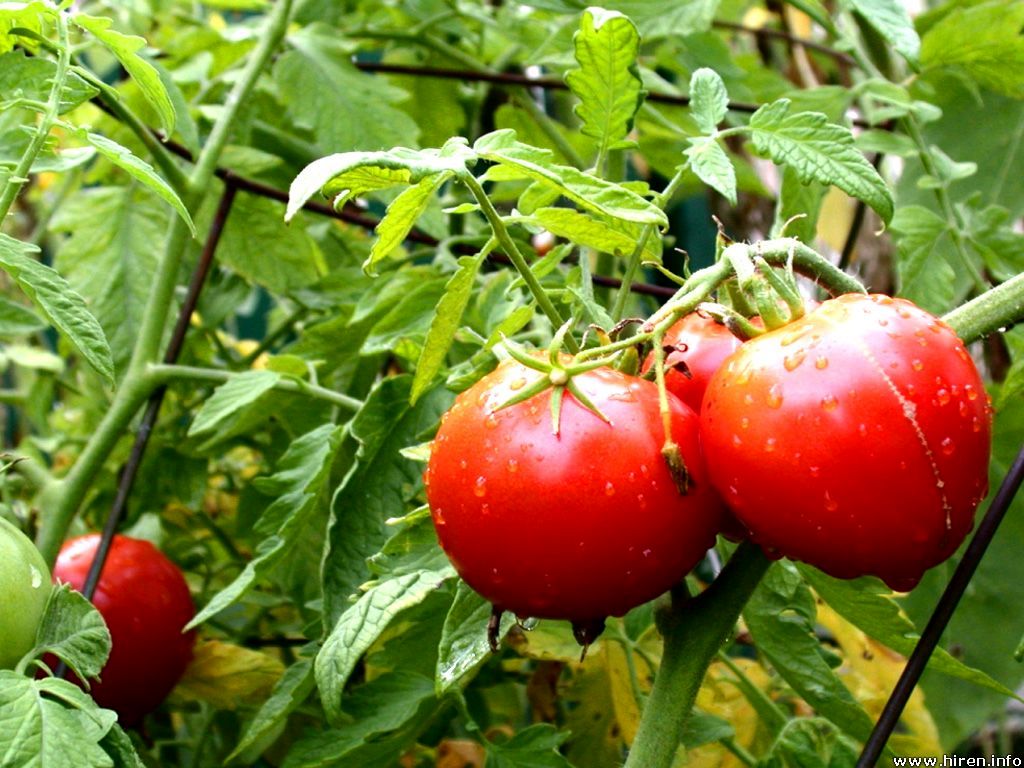 عوارض عجیب گوجه فرنگی بر سلامت انسانی 