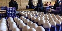 تخم‌مرغ گران‌تر می‌شود؟ مرغداران از زیان سنگین تولید می‌گویند
