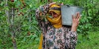 تصاویر| نمایی متفاوت از برداشت گیلاس 