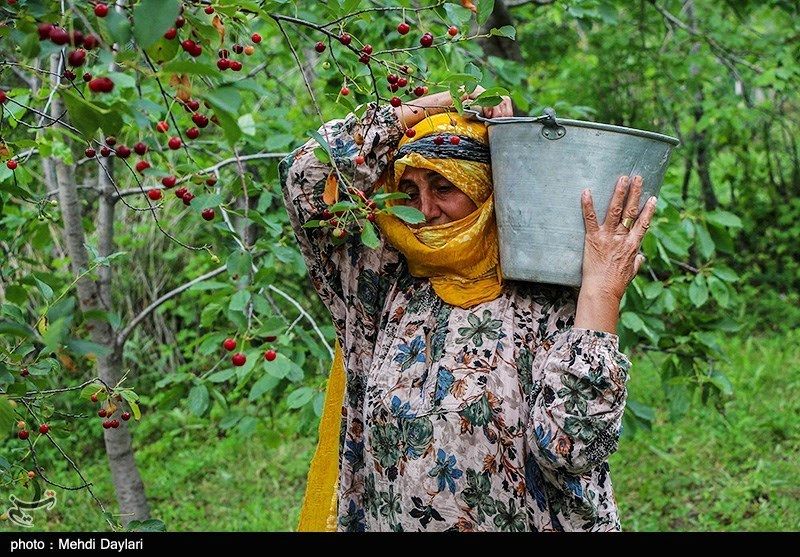 تصاویر| نمایی متفاوت از برداشت گیلاس 