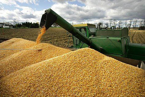 جزئیات طرح خرید تضمینی ذرت و جو/اعلام قیمت‌های مصوب خرید