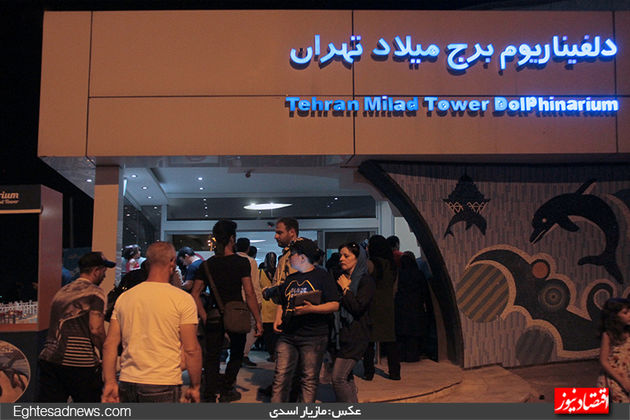 دلفین‌ها به برج میلاد رسیدند (گزارش تصویری)