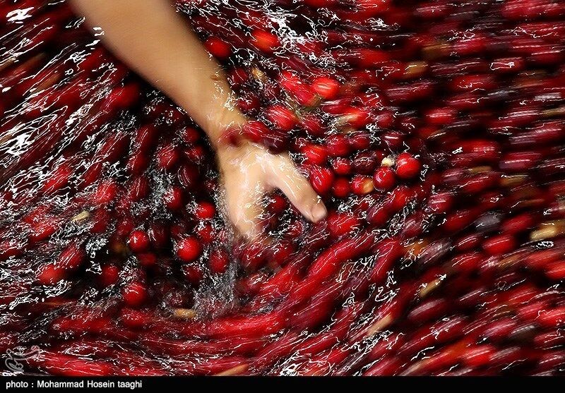 نرخ‌ مهمانان جدید بازار میوه/ میوه‌های نوبر تابستانی با چه قیمتی عرضه شده‌اند؟