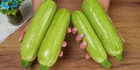 علت مسمومیت با کدو سبز چیست؟