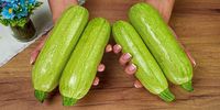 علت مسمومیت با کدو سبز چیست؟