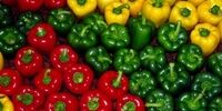 رفع محدودیت صادرات فلفل دلمه ای به روسیه تا یکماه آینده