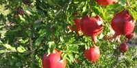 میوه پرخاصیتی که خوردن آن برای برخی سم است 