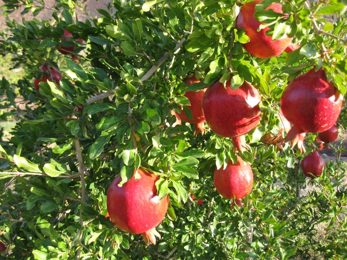 انار برای این افراد سم است 