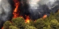 47 هکتار از مراتع و جنگل‌های استان بوشهر در آتش سوخت