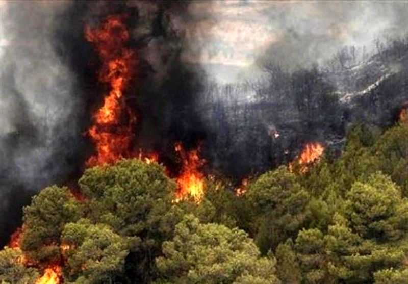 47 هکتار از مراتع و جنگل‌های استان بوشهر در آتش سوخت
