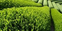 خرید 78 هزار تن برگ سبز چای از چایکاران شمال کشور 